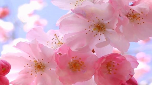 Tumi Bhaja Re Mana - The Mantra of Love by Manish Vyas смотреть онлайн