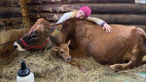 Отёл джерсейской нетели из Дании.Первая дойка коровы.