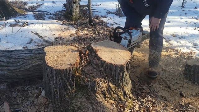 RAMHORN PIPE IN ACTION!! FALLING TIMBER WITH AN MS460 AND 572XP!! смотреть онлайн