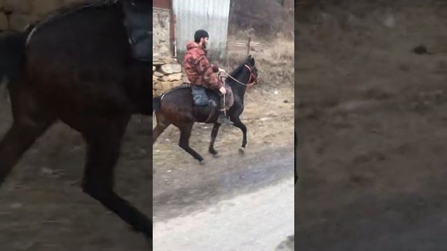 Иноходь карачаевская порода 1,8г (джорха) смотреть онлайн