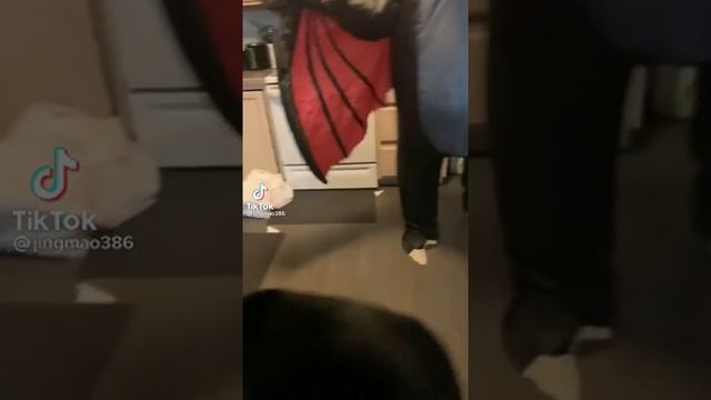 парень в костюме динозавра напугал собаку #Shorts смотреть онлайн