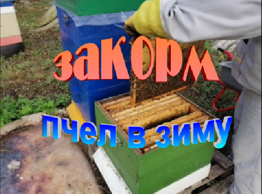 Закорм пчел в зиму. Сборка гнезда. смотреть онлайн