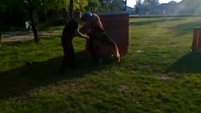 Fighterbulls kennel ( Red őrző-védő tréning 2) смотреть онлайн