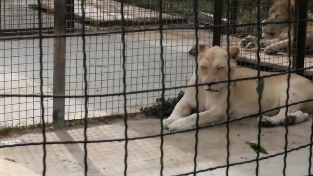 Тайган - рай для зверей и радость для Людей. Свободу Зубкову! смотреть онлайн