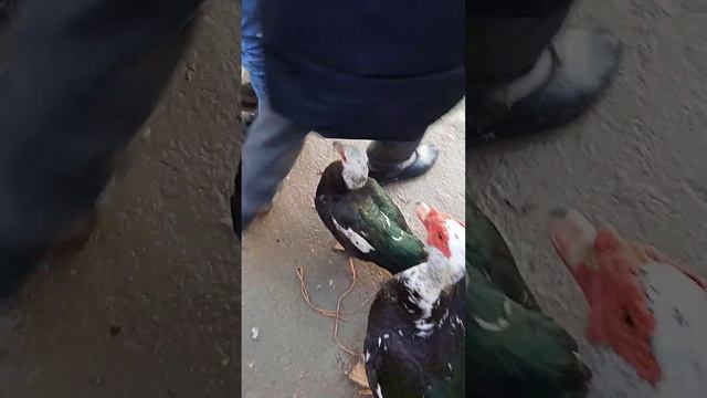 бозори мург дар н.А.Джоми смотреть онлайн