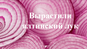 Вырастили ялтинский лук. Как вырастить ялтинский лук. Как сажать ялтинский лук.