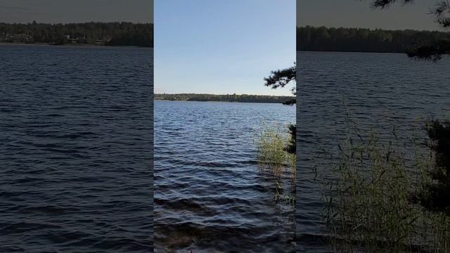 Карельский перешеек. Озеро Снетково. Июль 2024г.mp4 #shorts #озеро #снетково #карельскийперешеек смотреть онлайн