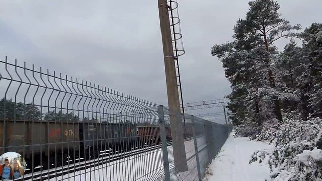 Зачем вырубают Клайпедский лес в 21 веке. Литва. Klaipėda. Lietuva. смотреть онлайн