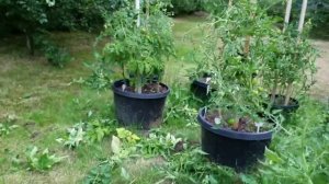 ШТАМБОВЫЕ СОРТА ТОМАТОВ / Выращивание / Формирование / Уход