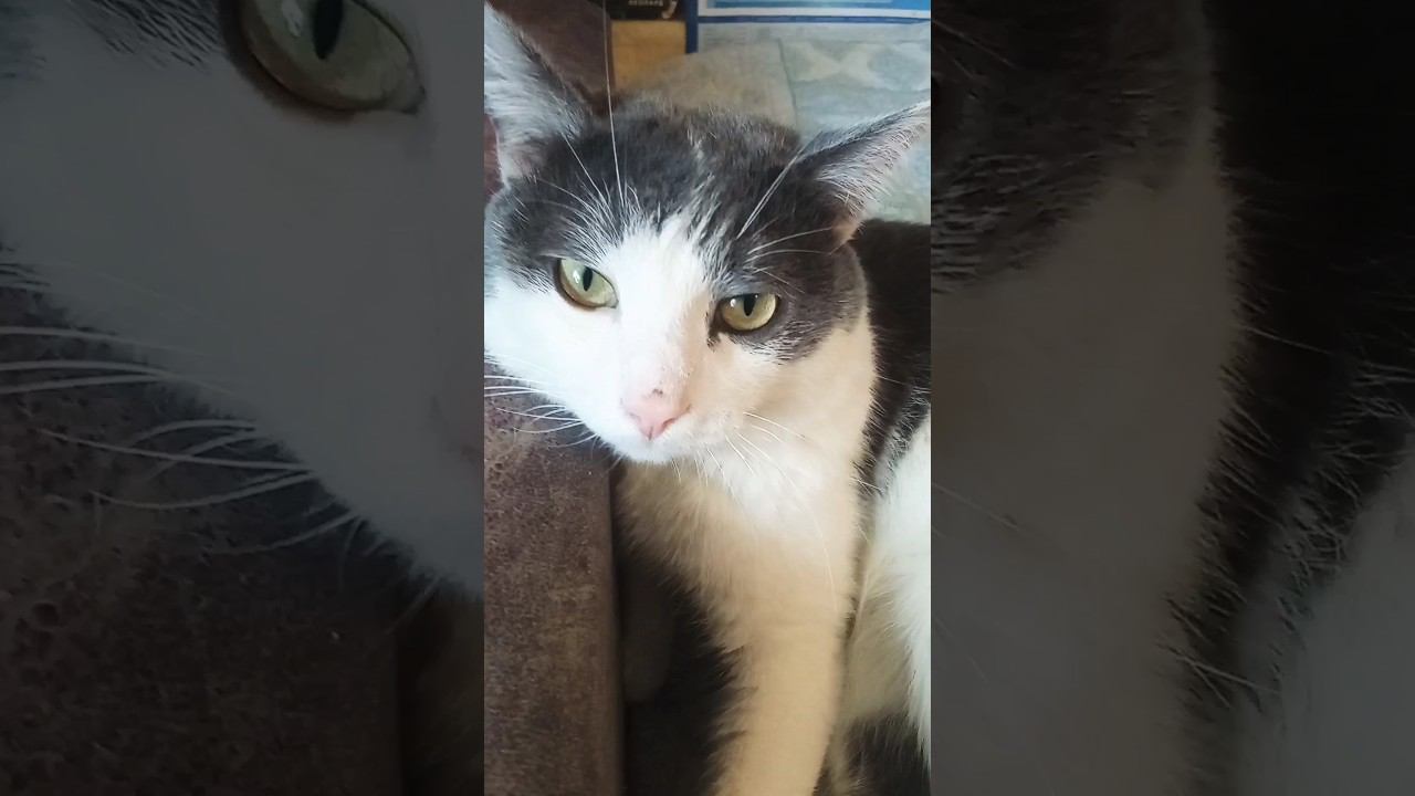 Котик Мурзик. Милый взгляд. #любовь #добро #кот #мурзик смотреть онлайн