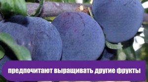 Черные алмазные яблоки продаются по $20 за штуку, но никто не хочет их выращивать. В чем же секрет?
