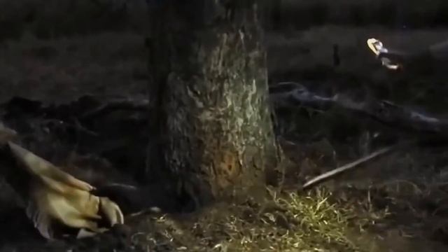Уникальные кадры спасения животных! Люди помогают животным! смотреть онлайн