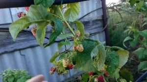 Ремонтантный сорт малины Васëна