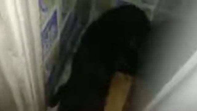 Много черных котов вылазит с норы) Many black cats смотреть онлайн