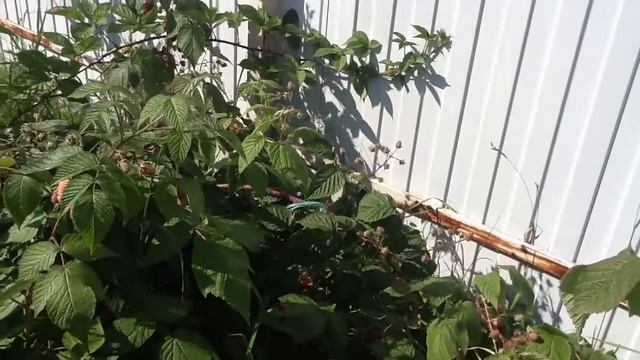 Урожайная малина "Брянское Диво"!!! смотреть онлайн