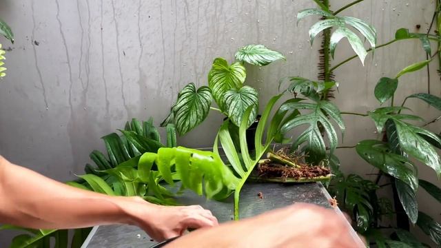 Propagating A Huge Mature Epipremnum Cebu Blue