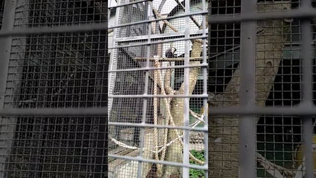 My GoPro Life. Мартышки Диана / Diana monkey - Moscow Zoo (Android) смотреть онлайн