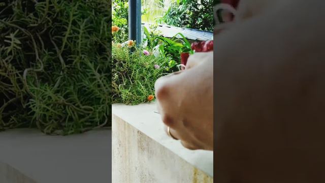 Hibiscus flowers making (using papers) смотреть онлайн