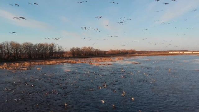 Flight within the ducks Полет в стае тысяч уток смотреть онлайн