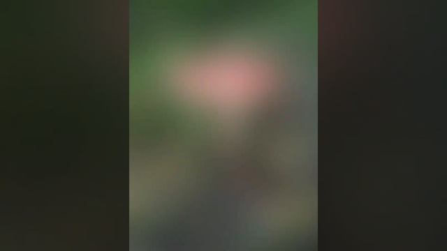 Грибной сезон 2021 смотреть онлайн