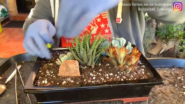 Succulent Arrangement in Black Glazed Terracotta Pot смотреть онлайн