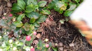 ПРИМУЛА ОСЕНЬЮ.КОРМИТЬ ИЛИ НЕТ?.ЧЕМ И КОГДА?.