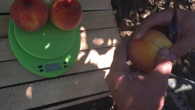 Персик весом 300 грамм - Посол Мира / peach weighing 300 grams "Ambassador of Peace" смотреть онлайн