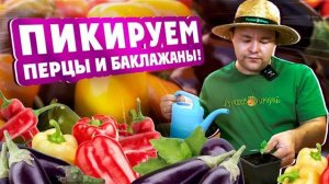 ПИКИРОВКА ПЕРЦА и БАКЛАЖАНОВ! Принципы и правила пикировки рассады.