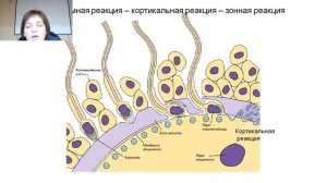 Слесарева Е.В. Гистология, эмбриология, цитология_8.02.22_Лекция 1