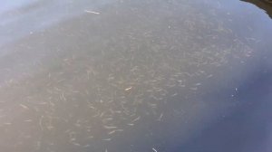 ПЕРВЫЙ РАЗ НА САПЕ! Упал с сап борда на глубине