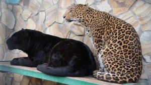 Леопардеса   ДЕЗДЕМОНА  делает массаж леопарду Отелло ! Тайган .Крым.