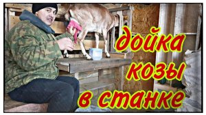 КАК ДОИТЬ КОЗУ