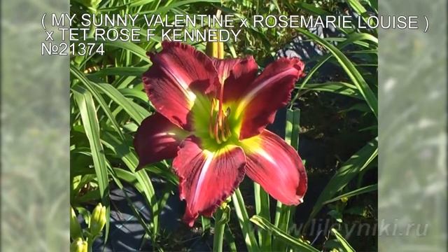 Лилейники моя селекция №21374 (MY SUNNY VALENTINE х ROSEMARIE LOUISE x TET ROSE F KENNEDY) смотреть онлайн