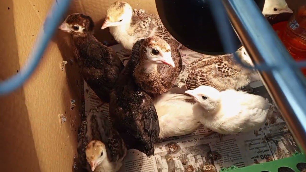 Индюшата появились в нашем хозяйстве.