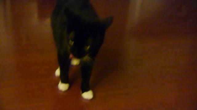 Max the Cat video record with GH2 using 14-42mm lens смотреть онлайн