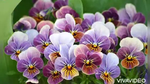 ДЛЯ ВАС С ЛЮБОВЬЮ... смотреть онлайн