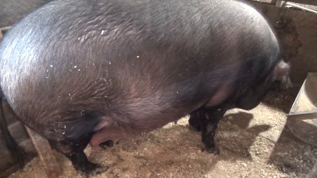 Январь 2021 Обзор свиней!!! #свиноводство #в_башкирии #дюрок #супоросная #опорос #свиноматка #лпх смотреть онлайн