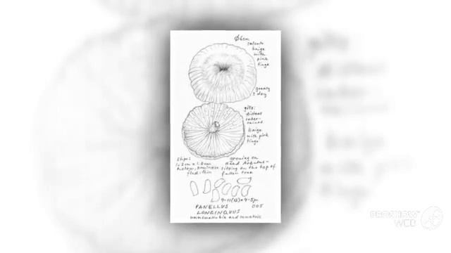 Panellus longinquus - fungi kingdom смотреть онлайн