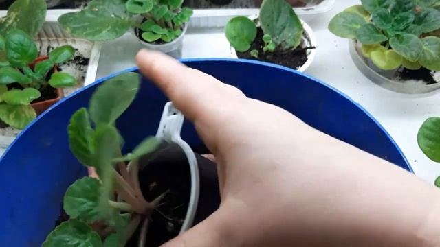 Как разделить и посадить деток фиалки? /Удобрение для фиалок и других цветов/ смотреть онлайн