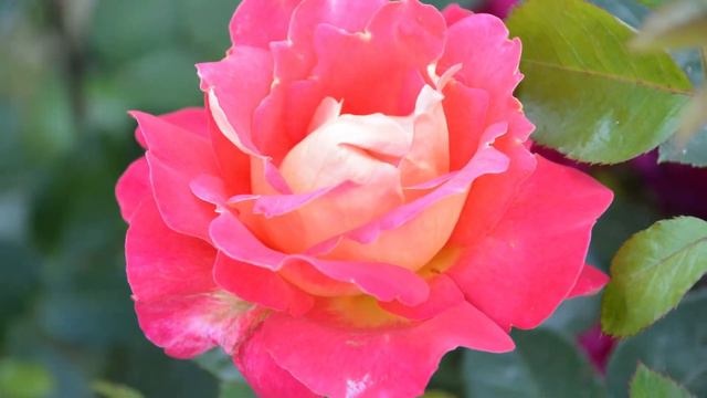 Schumann and roses. Шуман и розы. смотреть онлайн