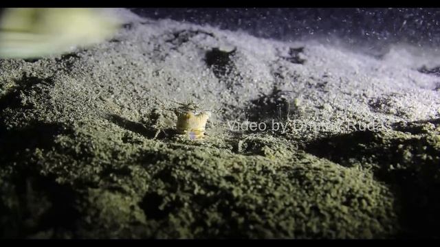 Огромный червь из глубин океана. Он затаскивает своих жертв под землю! смотреть онлайн