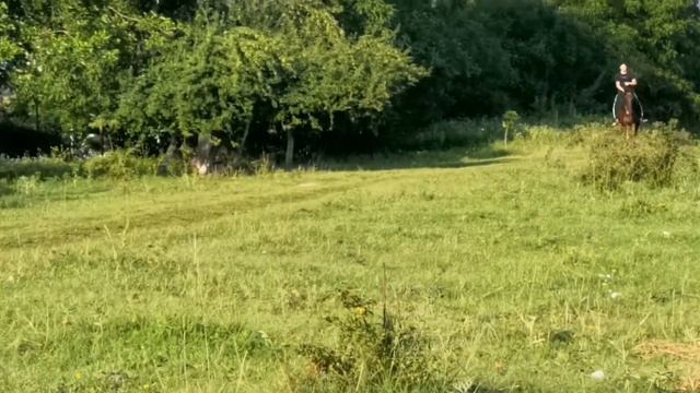 Предлагаем к продаже. Донская кабыла 5 лет с кабылкой 05.05.21г смотреть онлайн