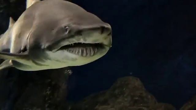 Улыбка акулы смотреть онлайн