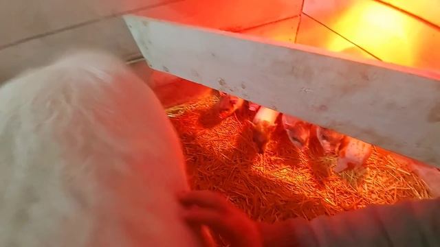 поросята замёрзли