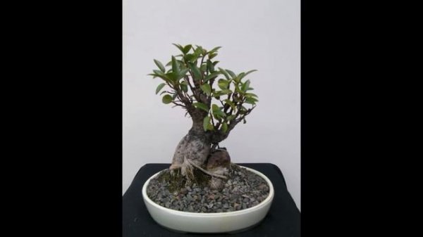 Ficus Rubiginosa - Port Jackson Ficus, Rusty Ficus