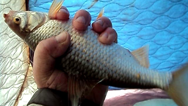 Fish смотреть онлайн