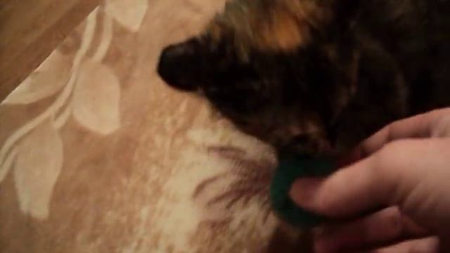 Котенок приносит мячик смотреть онлайн