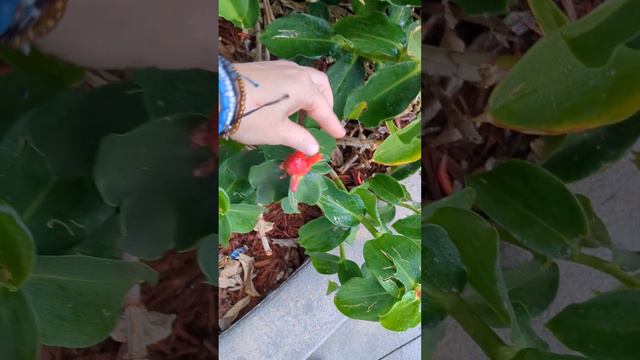 Edible Flowers On Spiral Ginger, Aka Red Button Ginger, Aka Costus Woodsonii.