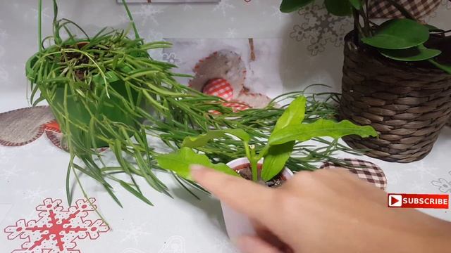 ? TODOS Los SECRETOS de la Hoya imperialis ❤️ Planta tropical para interior y exterior смотреть онлайн