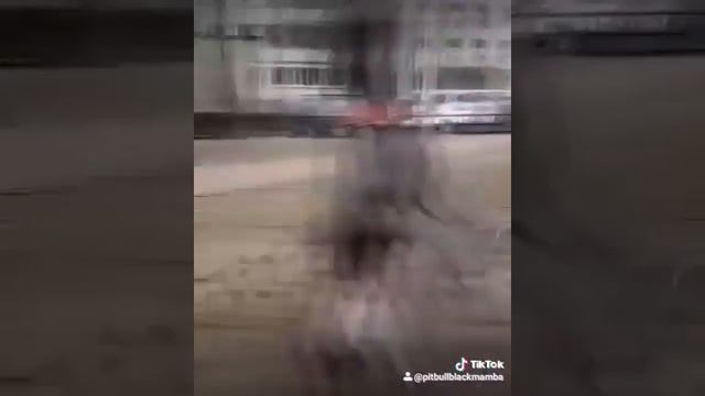 Питбуль Рон танцор смотреть онлайн